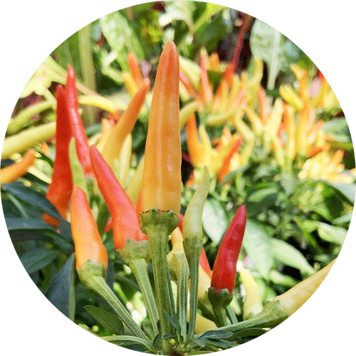 Red, orange and yellow OrnamentalPeppers.